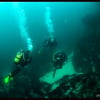 Buceo Pretorianos Submarinismo de Sevilla a Tarifa. Bautismos en La Herradura