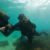 Buddha divers