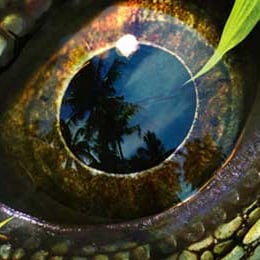 Jurassic land