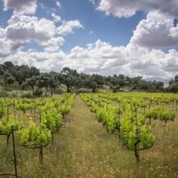 Bodega La Melonera