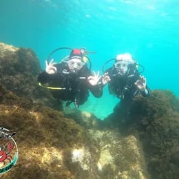 Centollo dive