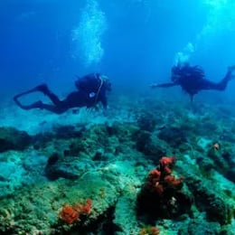 Octopus Buceo Bolonia