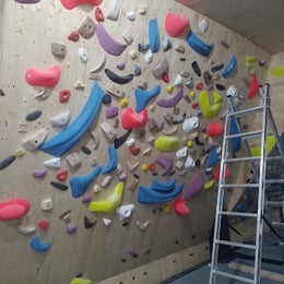 Racoon Climbing