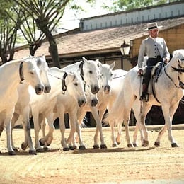 Yeguada Cartuja Hierro del Bocado