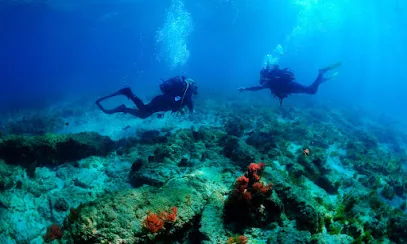 Octopus Buceo Bolonia