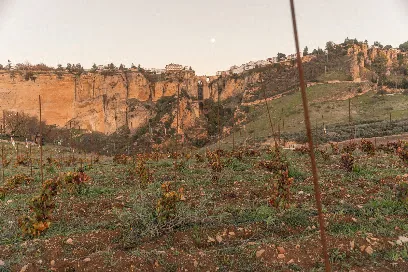 Samsara Wines Ronda Catas de vino en la viña / Vineyard Wine Tasting